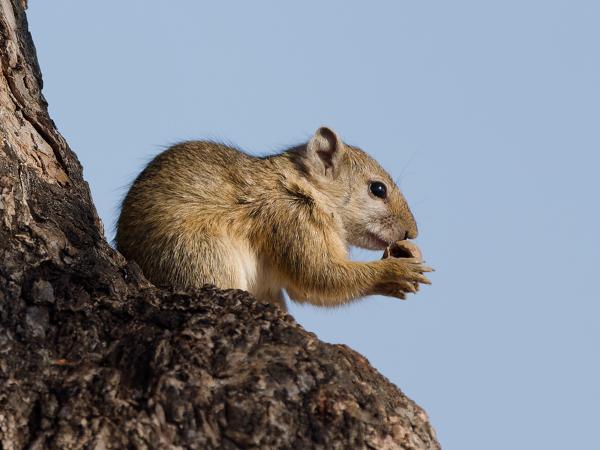 Geelpooteekhoorn (Paraxerus cepapi)
